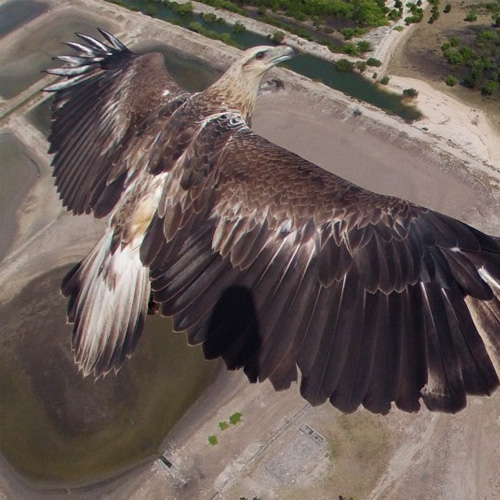 Multi-rotor Drone image of an Eagle.